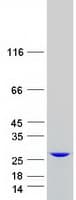 Human HEBP1 Protein (Recombinant Myc-DDK (Flag))