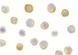IL1RAP Antibody