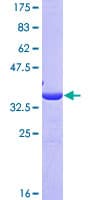 Human ANXA4 / Annexin IV Protein (Recombinant GST, N-terminus)