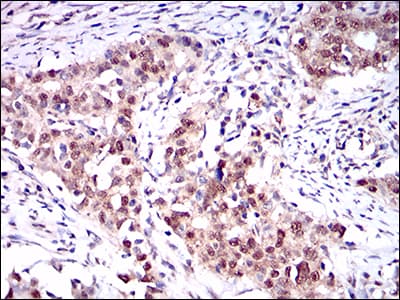 ONECUT3 / OC3 Antibody (aa350-455, clone 10B2F5)