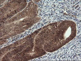 CPA2 Antibody (clone OTI3D8)