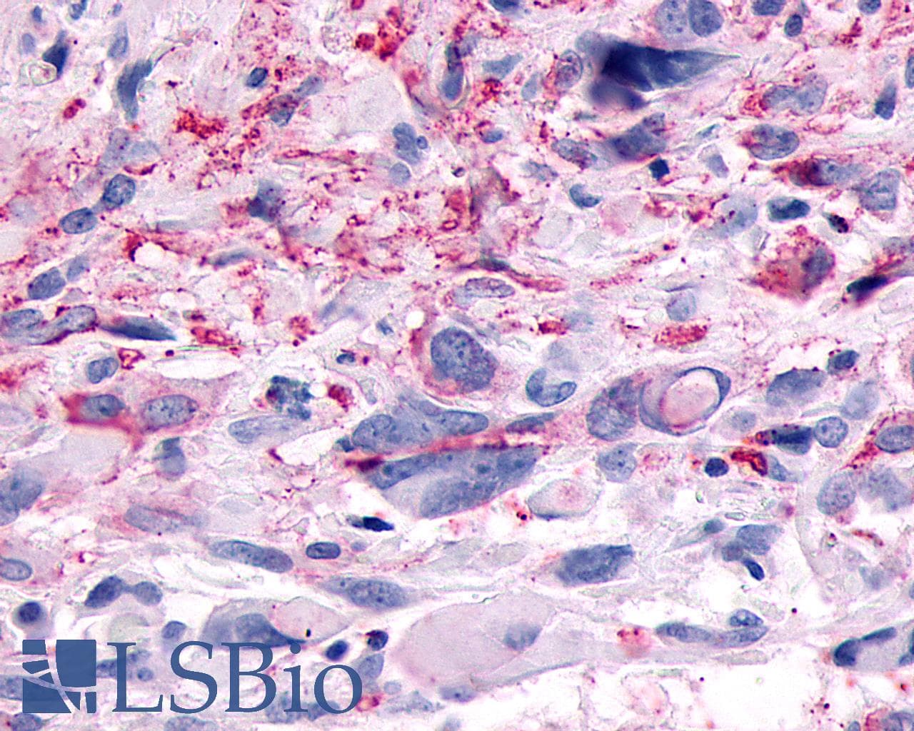 PathPlus™ GPR83 Antibody (Extracellular Domain)