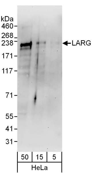 ARHGEF12 Antibody (aa1350-1400)