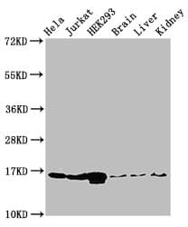 HIST1H3A Antibody
