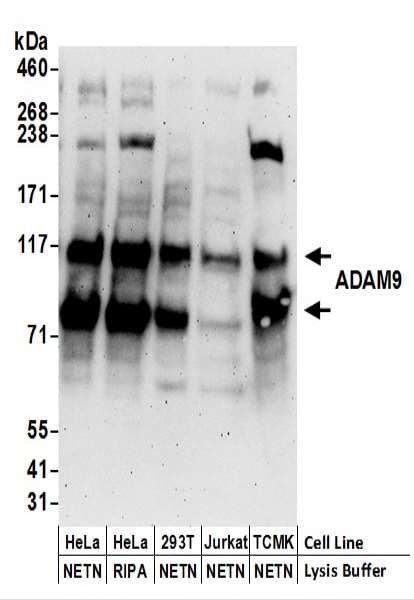 IHC-plus™ ADAM9 Antibody (aa400-450)