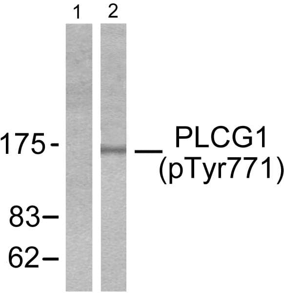 PLCG1 Antibody (phospho-Tyr771)