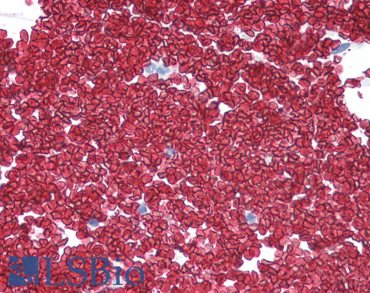 PathPlus™ SLC2A1 / GLUT-1 Antibody (C-Terminus)