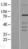 WDR91 Protein (Over-Expression Lysate Myc-DDK (Flag))