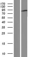 CXorf23 Protein (Over-Expression Lysate Myc-DDK (Flag))