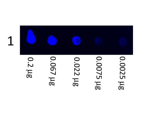 Goat Anti-Pig IgG Secondary Antibody (FITC)
