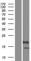 BOLA2 Protein (Over-Expression Lysate Myc-DDK (Flag))