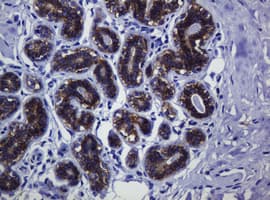 CDH1 / E Cadherin Antibody (clone OTI4F1)