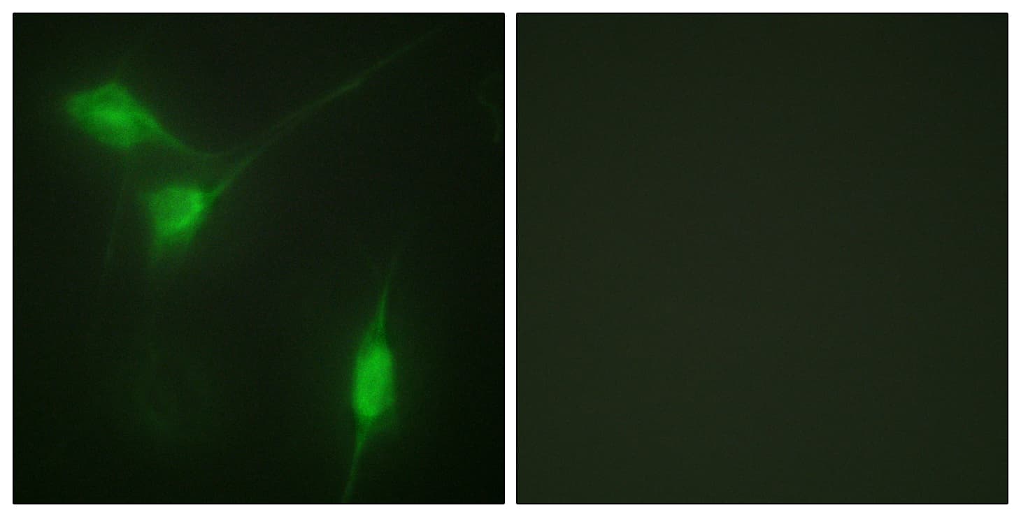 AKT1 Antibody (phospho-Ser246)