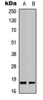 PIN1 Antibody (N-Terminus)
