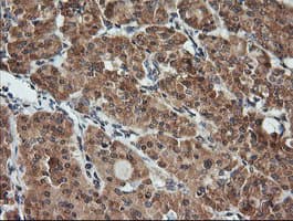 KLK8 / Kallikrein 8 Antibody (clone OTI10D3)