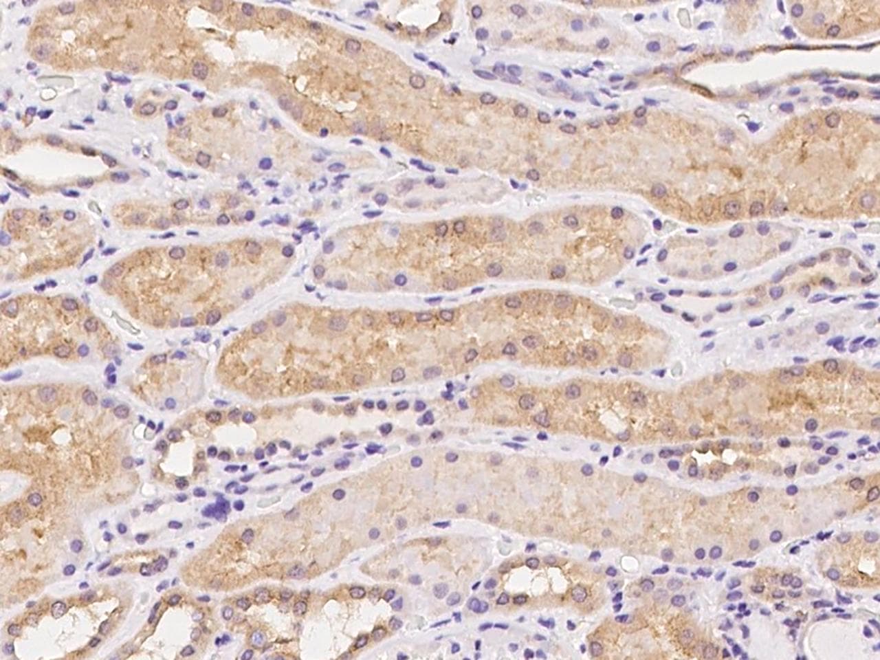 ELP6 Antibody