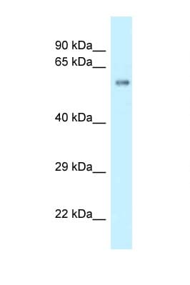 ZBTB9 Antibody (aa340-389)