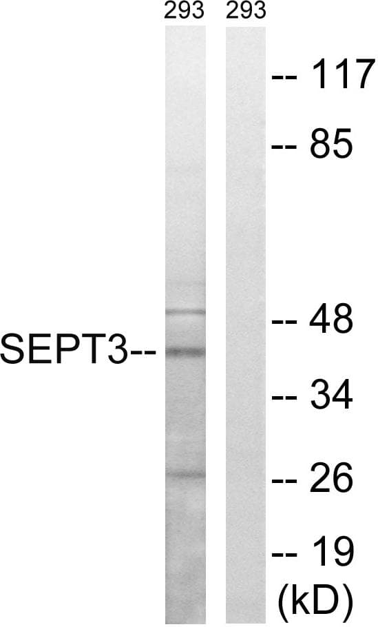 SEPT3 / Septin 3 Antibody