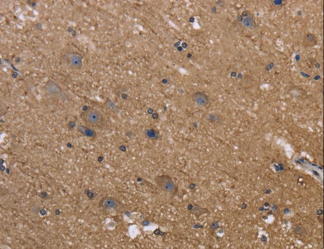 REL / C-Rel Antibody