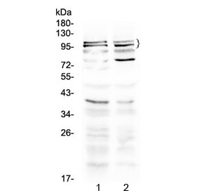 Polyclonal Rabbit anti-Mouse TRPC3 Antibody (WB)