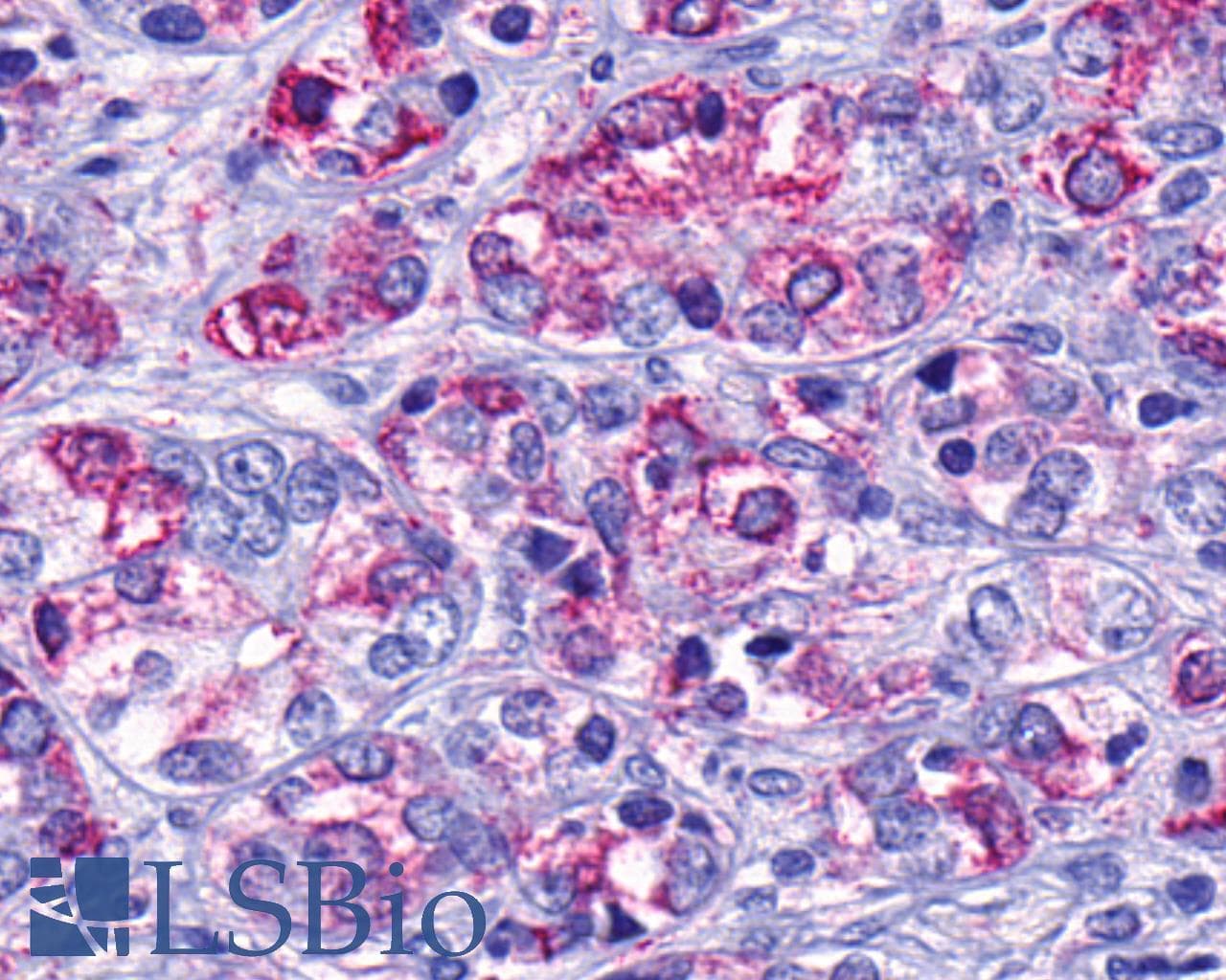 PathPlus™ GPR139 Antibody (Cytoplasmic Domain)