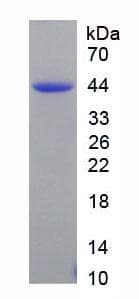 Human NPPB / BNP Protein (Recombinant His-GST, N-terminus)