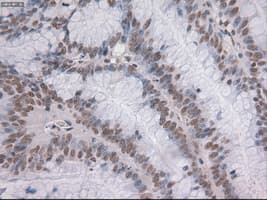 NOTCH1 Antibody (clone OTI4C9)