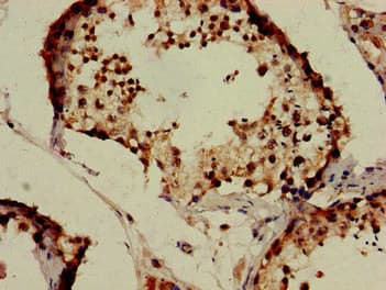 IZUMO1 / IZUMO Antibody