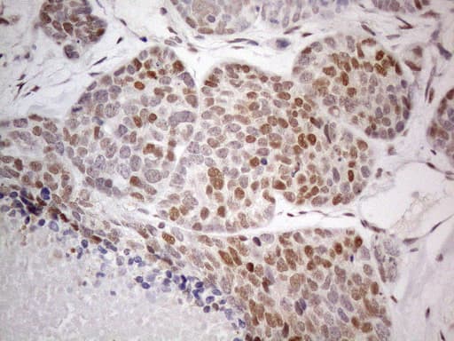 Monoclonal Mouse anti-Human TCEAL1 Antibody (clone OTI1B1, IHC, WB)