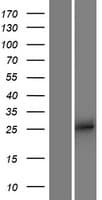 APOBEC2 Protein (Over-Expression Lysate Myc-DDK (Flag))