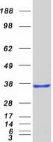 Human HES6 Protein (Recombinant Myc-DDK (Flag))
