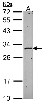 HLA-DMA Antibody (aa52-245)
