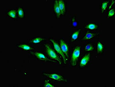 FFAR3 / GPR41 Antibody (aa280-346)