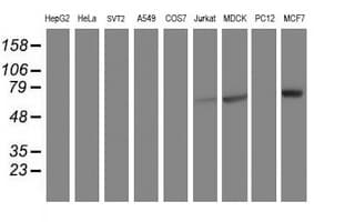 RPN1 / Ribophorin I Antibody (clone OTI2E3)