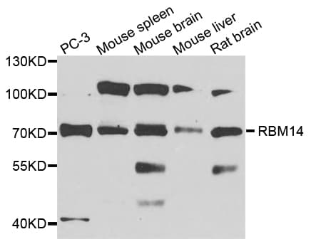 COAA / RBM14 Antibody
