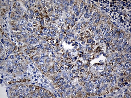 BAX Antibody (aa1-172, clone OTI3C8, Carrier-free)