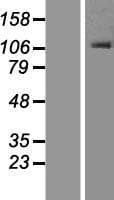 OSBPL1A / ORP1 Protein (Over-Expression Lysate Myc-DDK (Flag))