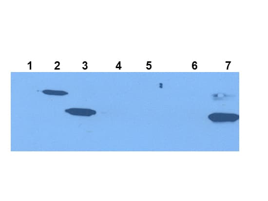 Monoclonal Mouse anti-Mouse IDO1 / IDO Antibody (clone 2E2.6, IHC, IF, WB)