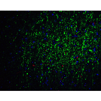 FOXA2 Antibody