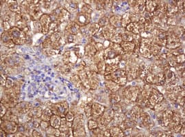 RASSF8 Antibody (clone OTI2B6)
