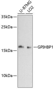 GPIHBP1 Antibody
