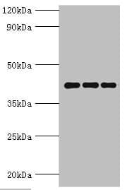 PPID / Cyclophilin D Antibody (aa161-370)