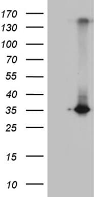 RWDD3 Antibody (aa1-267, clone OTI2A4)