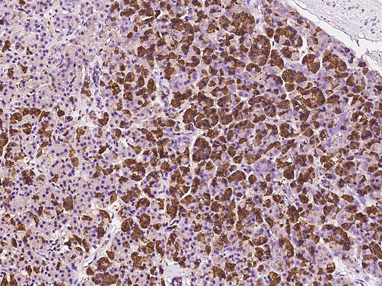 EIF3J Antibody