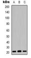 CLDN3 / Claudin 3 Antibody (C-Terminus)