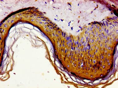Polyclonal Rabbit anti-Human GAS1 Antibody (IHC, WB)