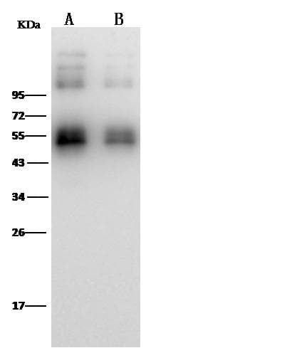 Zika Virus NS1 Antibody (clone 15, Preservative Free)