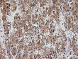 BAIAP2 / IRSP53 Antibody (clone OTI8G8)
