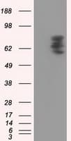 PDE4A / PDE4 Antibody (clone OTI5C6)