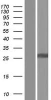 Human CD302 Protein (Over-Expression Lysate Myc-DDK (Flag))